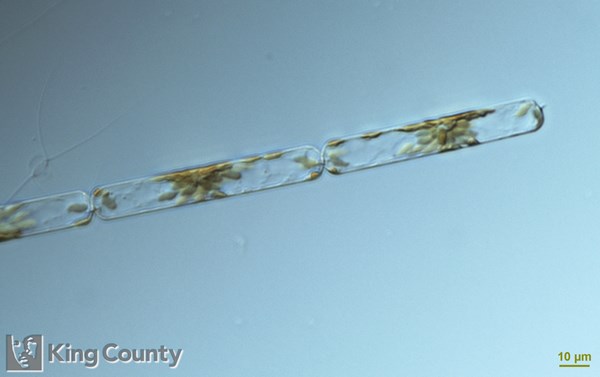 Photo of Dactyliosolen fragilissimus